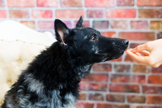 Man holds the dog's paw with love feeding mudi dog. On brick background