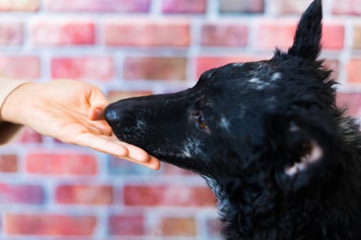 Man holds the dog's paw with love feeding mudi dog. On brick background