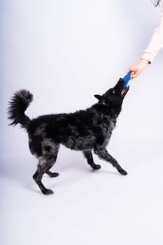 A playful mudi breed dog picking up blue frisbee with her teeth