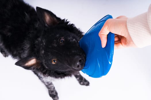 A playful mudi breed dog picking up blue frisbee with her teeth