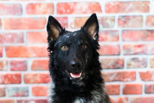 Black curly dog closeup portrait in a studio, posing, smiling