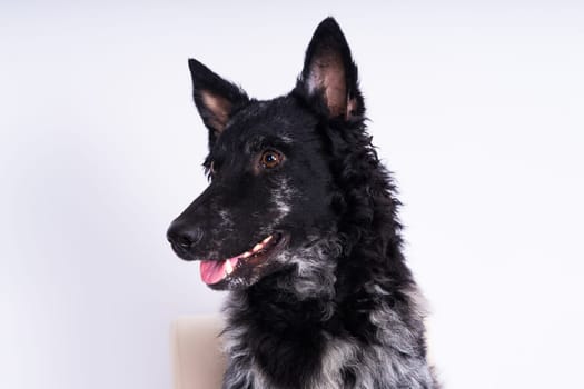 Black curly dog closeup portrait in a studio, posing, smiling