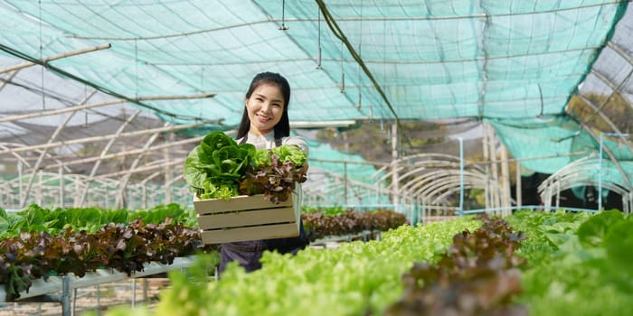 Businessperson or farmer checking hydroponic soilless vegetable in nursery farm. Business and organic hydroponic vegetable concept.