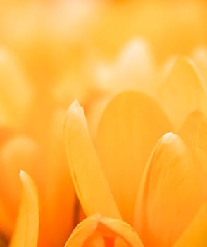 Yellow crocus flowers. Macro floral background for holiday brand design