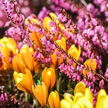 Yellow crocuses and pink Erica carnea flowers in the garden in early spring. Floral background, botanical concept