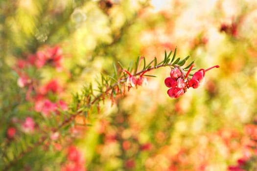 Flowering plant of rosemary grevillea , grevillea rosmarinifolia ,shrub with red flowers