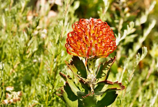 Leucospermum erubescens flower also called orange flame pincushion ,evergreen plant