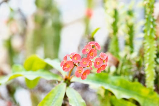 Small red flowers of euphorbia  -thornless crown of thorns - ,succulent plant