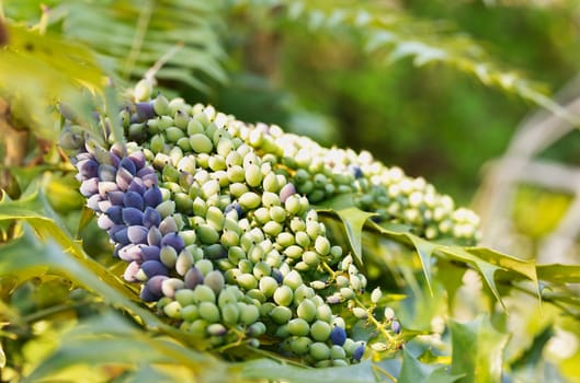 Unripe fruits of mahonia- berberis - , evergreen shrub ,