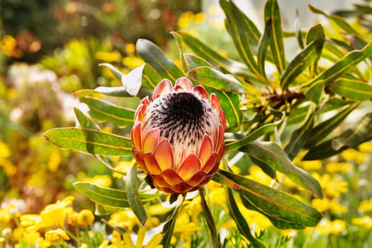 Flower of sugarbush protea flowering plant
