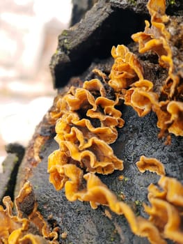 Mushroom stereoum stubborn on a cut of a tree trunk close-up. Mushroom parasite.