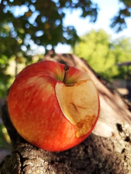 Ripe bitten red apple on a tree trunk close-up. Bitten ripe apple.