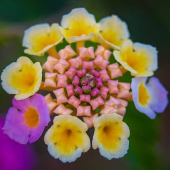 Vivid and colorful close-up of a lantana camara ornamental flower in the garden.