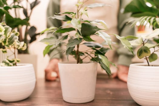 Home gardening, hobby, freelancing, cozy workplace. Grandmother gardener housewife in an apron pot with ficus benjamin.