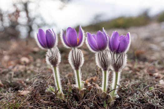 Dream grass spring flower. Pulsatilla blooms in early spring in forests and mountains. Purple pulsatilla flowers close up in the snow.