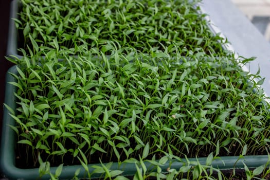Pepper seedlings in a tray on the windowsill, growing seedlings, close-up. Selective focus