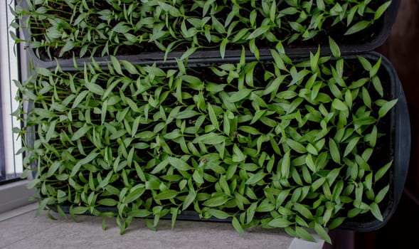 Pepper seedlings in a tray on the windowsill, growing seedlings, close-up. Selective focus