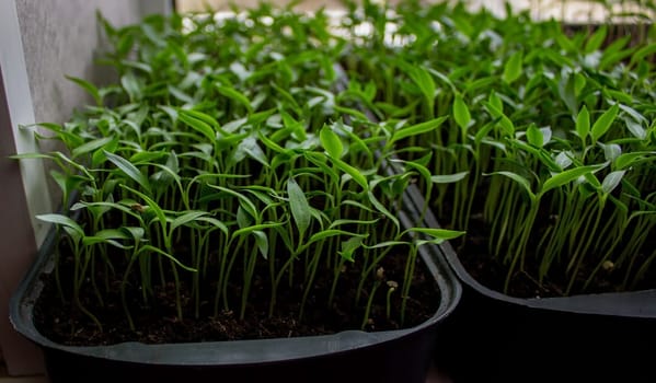 Pepper seedlings in a tray on the windowsill, growing seedlings, close-up. Selective focus