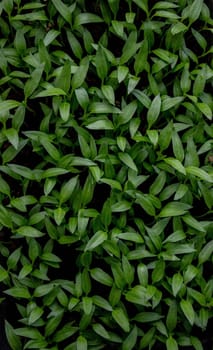 Pepper seedlings in a tray on the windowsill, growing seedlings, close-up. Selective focus