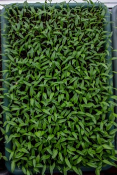 Pepper seedlings in a tray on the windowsill, growing seedlings, close-up. Selective focus