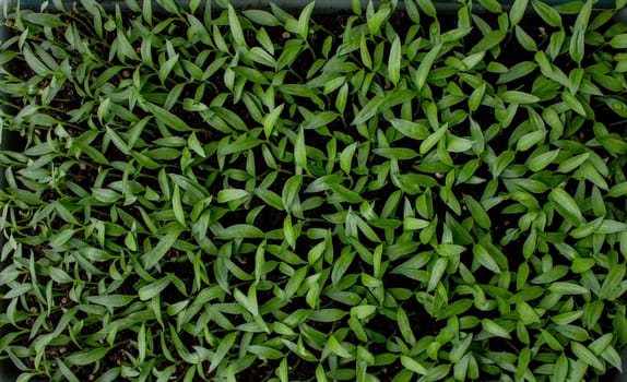 Pepper seedlings in a tray on the windowsill, growing seedlings, close-up. Selective focus