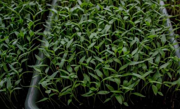 Pepper seedlings in a tray on the windowsill, growing seedlings, close-up. Selective focus
