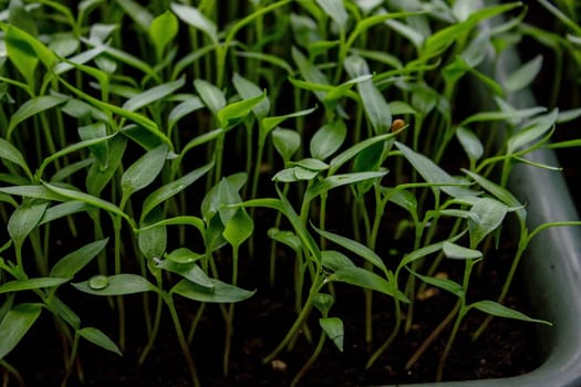 Pepper seedlings in a tray on the windowsill, growing seedlings, close-up. Selective focus