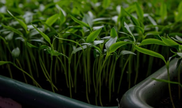 Pepper seedlings in a tray on the windowsill, growing seedlings, close-up. Selective focus