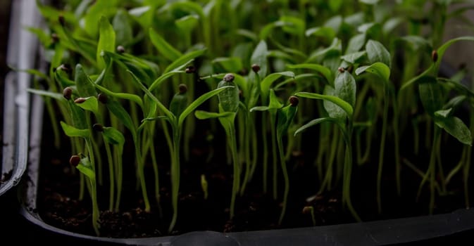 Pepper seedlings in a tray on the windowsill, growing seedlings, close-up. Selective focus