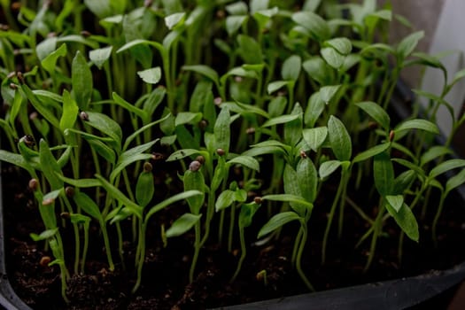 Pepper seedlings in a tray on the windowsill, growing seedlings, close-up. Selective focus