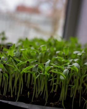 Pepper seedlings in a tray on the windowsill, growing seedlings, close-up. Selective focus