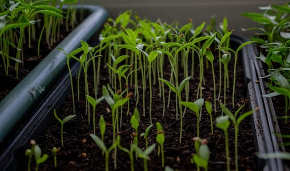 Pepper seedlings in a tray on the windowsill, growing seedlings, close-up. Selective focus