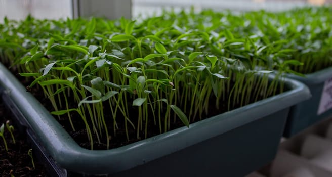 Pepper seedlings in a tray on the windowsill, growing seedlings, close-up. Selective focus