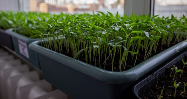 Pepper seedlings in a tray on the windowsill, growing seedlings, close-up. Selective focus