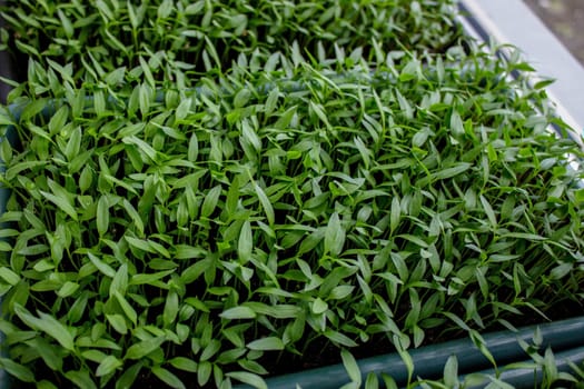Pepper seedlings in a tray on the windowsill, growing seedlings, close-up. Selective focus