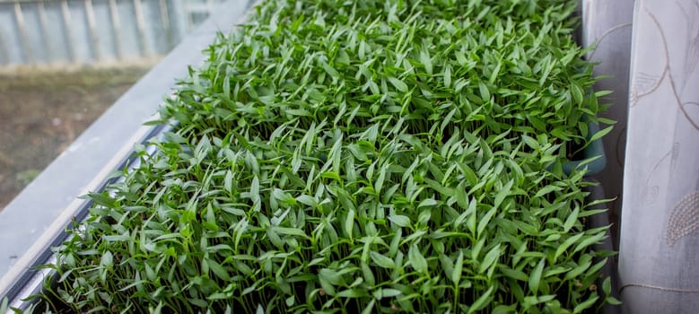 Pepper seedlings in a tray on the windowsill, growing seedlings, close-up. Selective focus