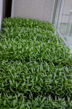 Pepper seedlings in a tray on the windowsill, growing seedlings, close-up. Selective focus