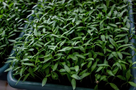 Pepper seedlings in a tray on the windowsill, growing seedlings, close-up. Selective focus