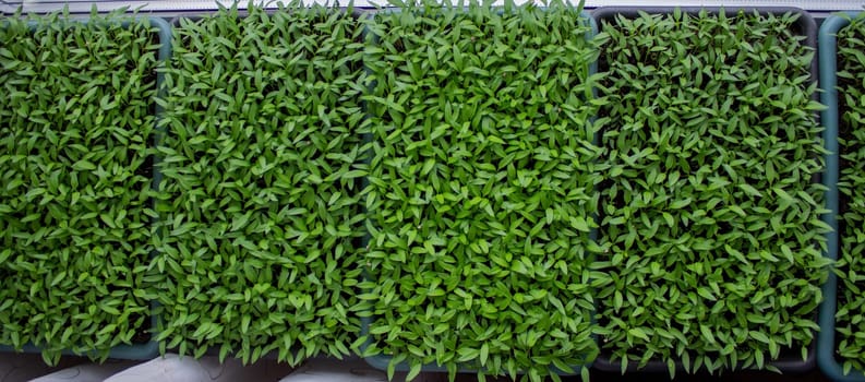 Pepper seedlings in a tray on the windowsill, growing seedlings, close-up. Selective focus