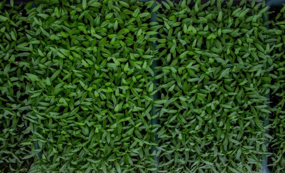 Pepper seedlings in a tray on the windowsill, growing seedlings, close-up. Selective focus