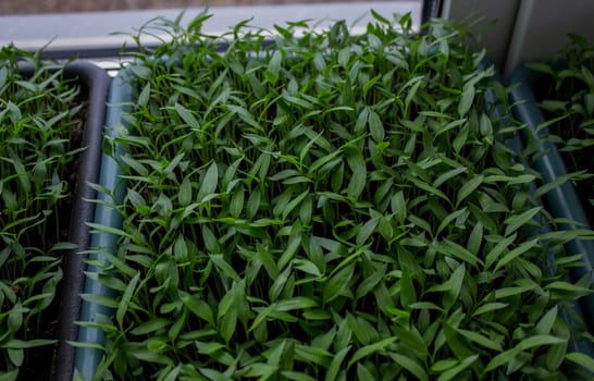 Pepper seedlings in a tray on the windowsill, growing seedlings, close-up. Selective focus