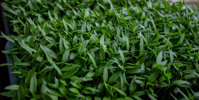Pepper seedlings in a tray on the windowsill, growing seedlings, close-up. Selective focus