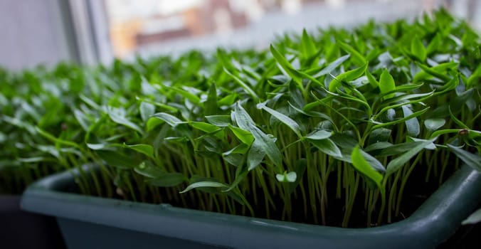 Pepper seedlings in a tray on the windowsill, growing seedlings, close-up. Selective focus