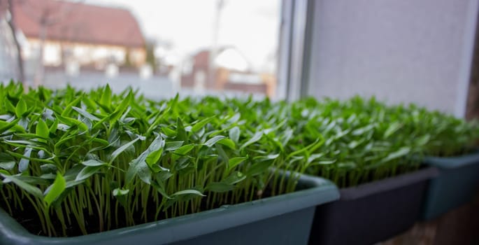 Pepper seedlings in a tray on the windowsill, growing seedlings, close-up. Selective focus