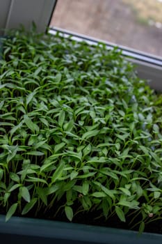 Pepper seedlings in a tray on the windowsill, growing seedlings, close-up. Selective focus