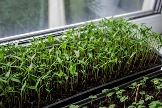 Pepper seedlings in a tray on the windowsill, growing seedlings, close-up. Selective focus