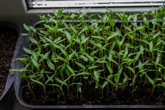 Pepper seedlings in a tray on the windowsill, growing seedlings, close-up. Selective focus