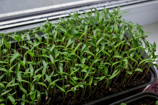 Pepper seedlings in a tray on the windowsill, growing seedlings, close-up. Selective focus