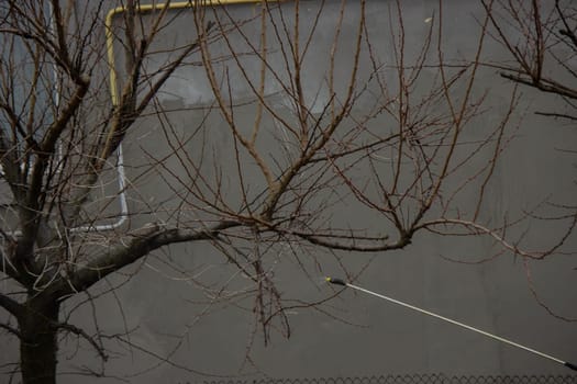 A farmer sprays a flowering fruit tree against plant diseases and pests. Selective focus