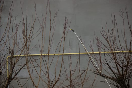 A farmer sprays a flowering fruit tree against plant diseases and pests. Selective focus